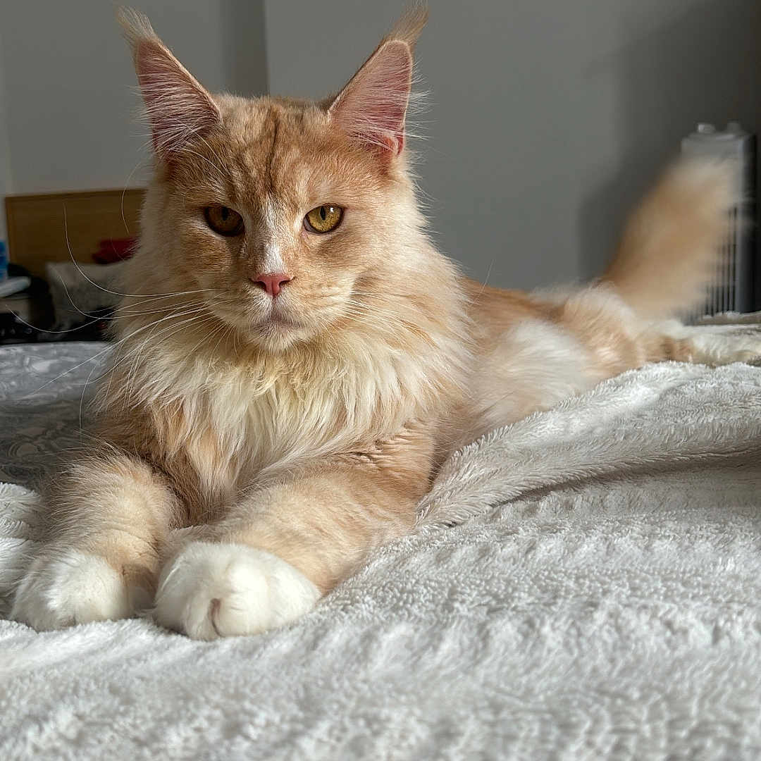 Ubbe participe au concours pour gagner de l'argent avec cette photo : animal, bed, blanket, cat, closeup, cute, domestic, ears, feline, fluffy, fur, indoor, lying_down, mammal, pet, portrait, relaxed, resting, soft, whiskers