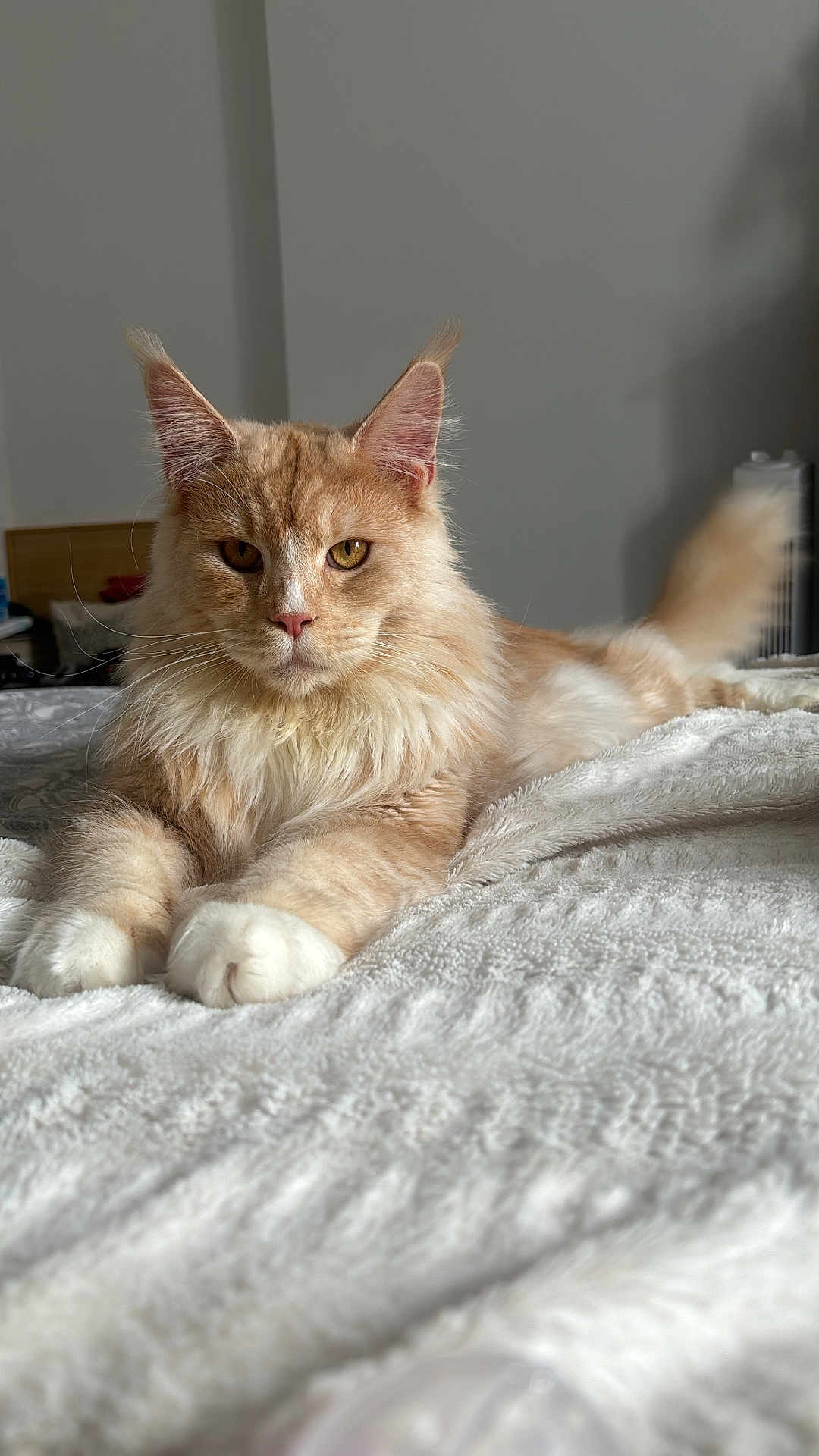Ubbe participe au concours pour gagner de l'argent avec cette photo : cat, fluffy, indoor, pet, animal, feline, relaxed, lying_down, bed, blanket, soft, whiskers, ears, fur, portrait, closeup, domestic, cute, mammal, resting