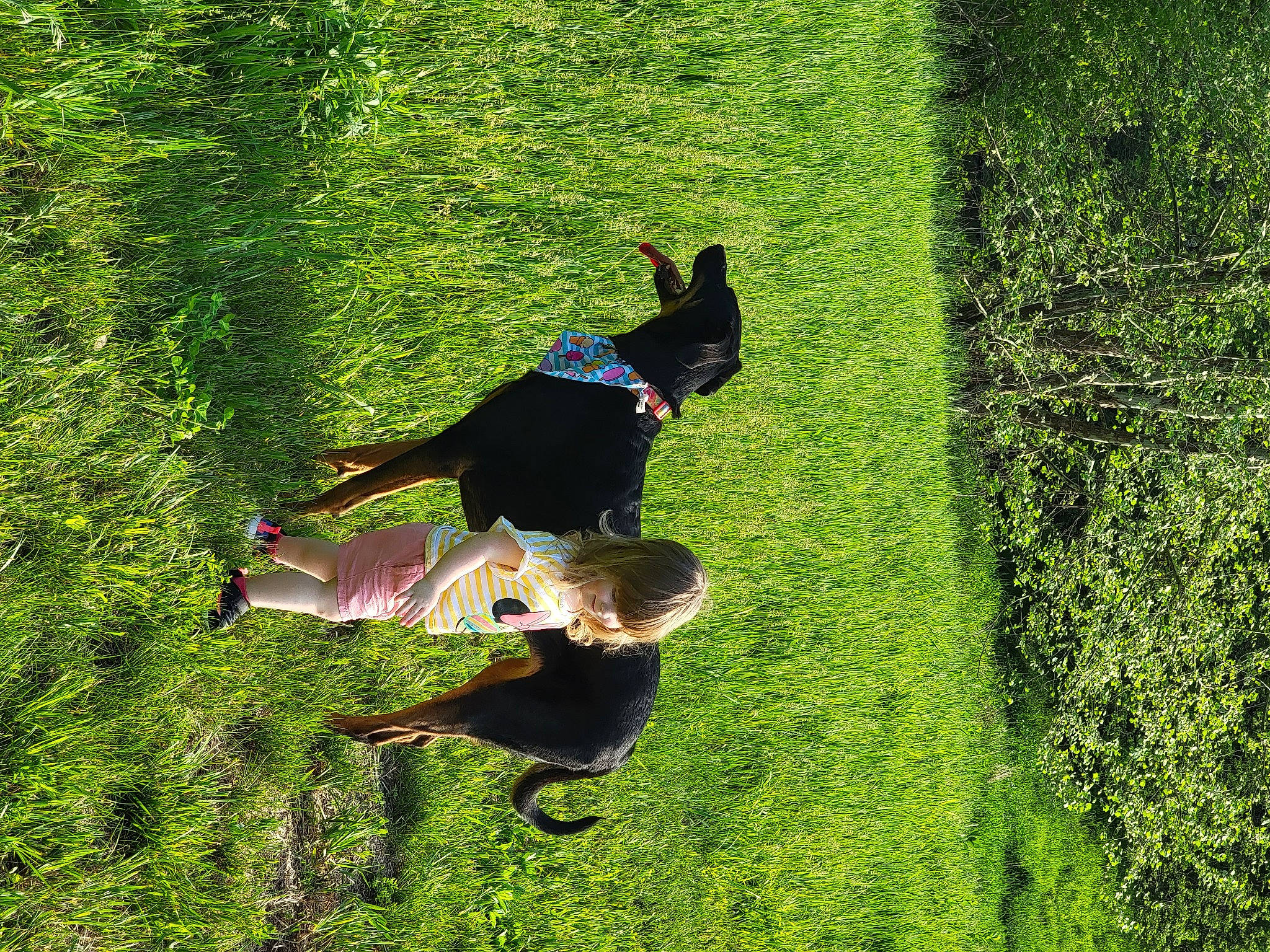 Evelynn joined the competition — help win amazing prizes! dog, fun, grass, grass_family, grassland, groundcover, joy, landscape, lawn, leisure, meadow, pasture, people_in_nature, person, plant, recreation, shadow, shrub, sporting_group, terrestrial_plant