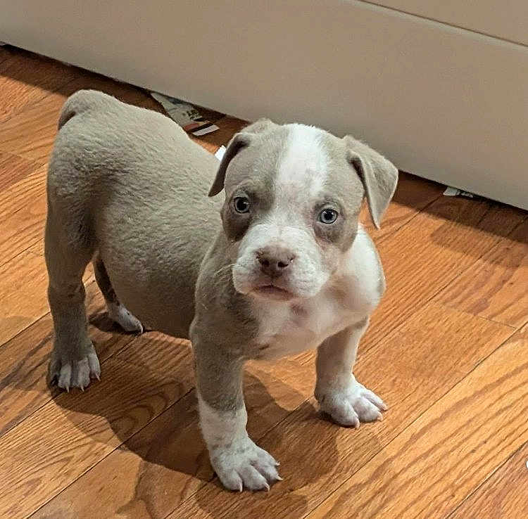 Phoenix joined the competition — help win amazing prizes! puppy, dog, pet, animal, young, cute, indoor, wooden_floor, small, fur, ears, eyes, legs, standing, looking, adorable, companion, domestic, canine, curious