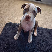 Phoenix is registered to the contest to win money with this photo: puppy, dog, indoor, carpet, rug, cute, pet, animal, brown, white, young, sitting, looking_up, ears, floor, cozy, home, storage, curious, fluffy