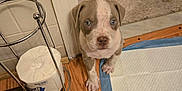Phoenix is registered to the contest to win money with this photo: puppy, dog, blue_eyes, indoor, carpet, wood_floor, toilet_paper, metal_holder, training_pad, cute, pet, animal, floor_mat, looking_up, small_dog, brown_and_white, young_dog, domestic, flooring, curious