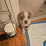 puppy, dog, blue_eyes, indoor, carpet, wood_floor, toilet_paper, metal_holder, training_pad, cute, pet, animal, floor_mat, looking_up, small_dog, brown_and_white, young_dog, domestic, flooring, curious