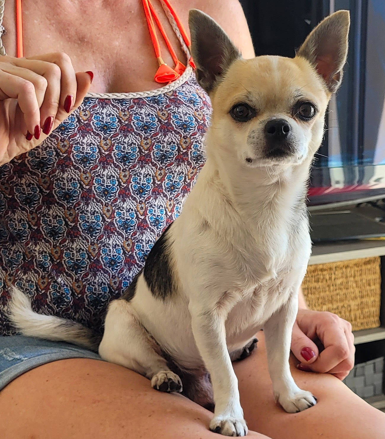 Momo a rejoint le concours — aidez-le/la à gagner de superbes lots ! bag, canidae, carnivore, chihuahua, comfort, companion_dog, dog, dog_breed, dog_supply, fawn, fur, human_leg, linens, pattern, paw, snout, sporting_group, toy_dog, whiskers, working_animal