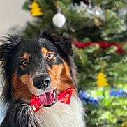 Arrow a rejoint le concours — aidez-le/la à gagner de superbes lots ! dog, australian_shepherd, bow_tie, pet, animal, christmas_tree, holiday, festive, smiling, portrait, indoor, furry, cute, black_fur, brown_fur, white_fur, tongue_out, decorations, celebration, happy