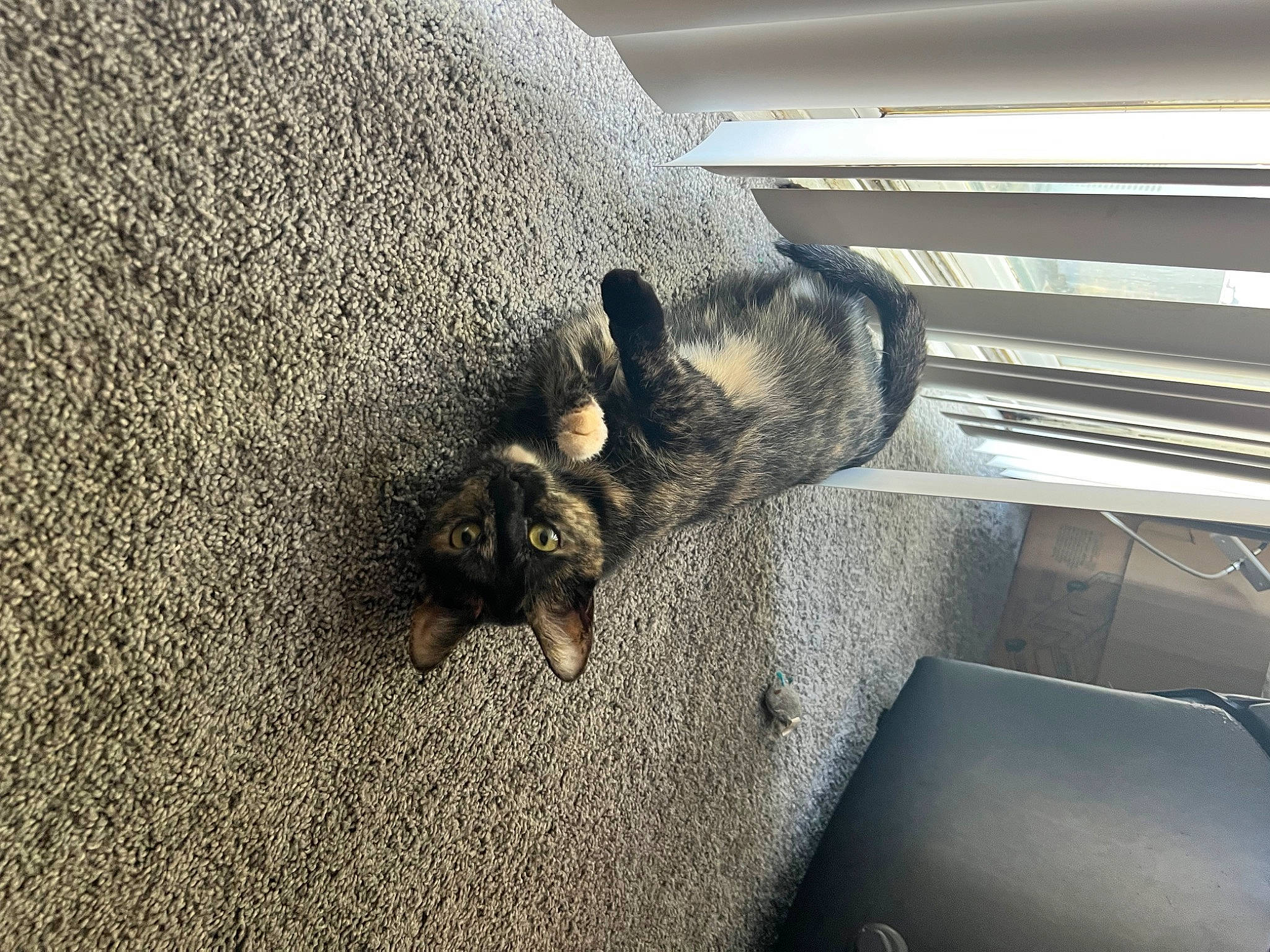 Bryn joined the competition — help win amazing prizes! asphalt, carnivore, comfort, dog_breed, fawn, felidae, floor, flooring, fur, grey, paw, room, shadow, snout, tail, tints_and_shades, vehicle_door, whiskers, window, wood