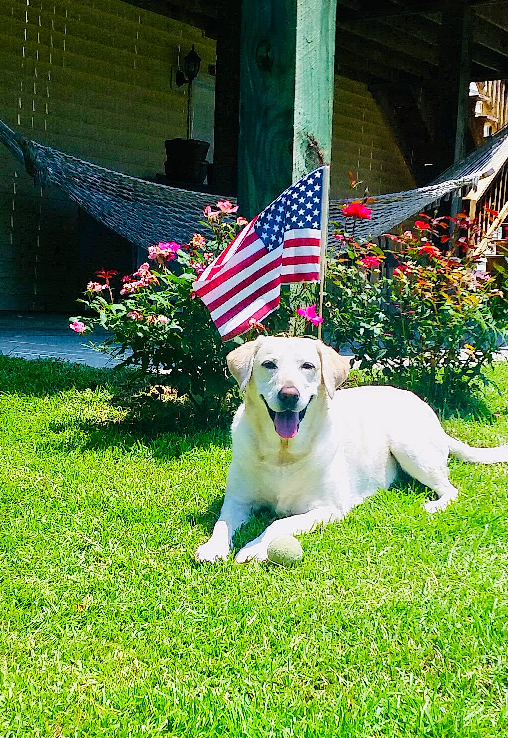 Bailey is registered to the contest to win money with this photo: annual_plant, canidae, carnivore, collar, companion_dog, dog, dog_breed, dog_collar, fawn, flag, flower, garden, grass, livestock_guardian_dog, plant, polish_tatra_sheepdog, porch, shrub, tail, yard