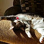 Sparkles is registered to the contest to win money with this photo: