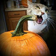 Sparkles joined the competition — help win amazing prizes! calabaza, carnivoran, cat, cat_like_mammal, cucurbita, gourd, halloween, jack_o_lantern, pumpkin, small_to_medium_sized_cats, snout, squash, whiskers, winter_squash