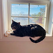 Xena is registered to the contest to win money with this photo: animal, baywindow, cat, kitten, manx, pet, picturewindow, window, windowsill
