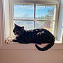 animal, baywindow, cat, kitten, manx, pet, picturewindow, window, windowsill
