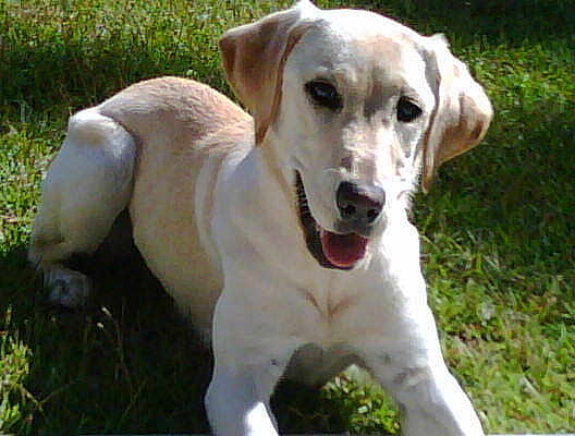 Bailey