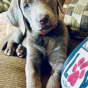 Syl is registered to the contest to win money with this photo: puppy, dog, blue_eyes, gray_fur, collar, couch, pillows, indoor, pet, cute, relaxed, close_up, portrait, furniture, texture, front_paws, home, animal, young_dog, snout