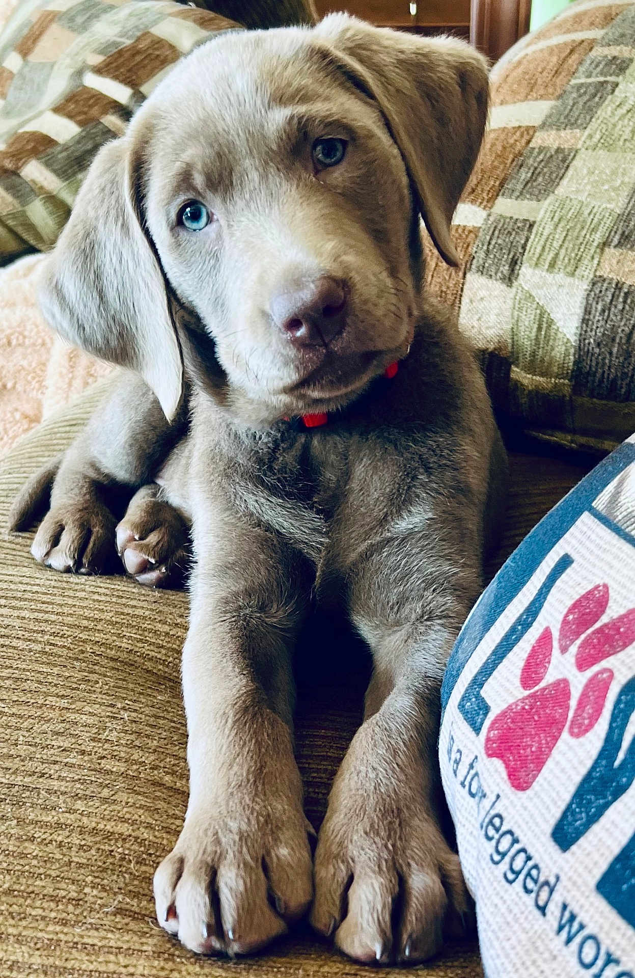 Syl is registered to the contest to win money with this photo: puppy, dog, blue_eyes, gray_fur, collar, couch, pillows, indoor, pet, cute, relaxed, close_up, portrait, furniture, texture, front_paws, home, animal, young_dog, snout