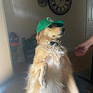 Lambeau joined the competition — help win amazing prizes! animal, baby, baseballcap, canine, cap, clock, clothing, dog, face, goldenretriever, hat, head, indoors, interiordesign, person, pet, photography, portrait, puppy, wallclock
