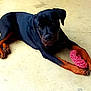 dog, rottweiler, black, tan, pet, animal, lying_down, toy, playful, indoor, paws, floor, curious, looking, canine, mammal, domestic_animal, young_dog, resting, companion