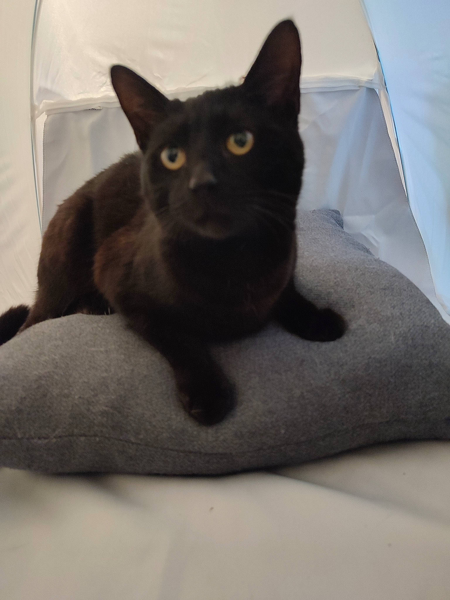 Tornade participe au concours pour gagner de l'argent avec cette photo : black_cat, bombay, carnivore, cat, cat_bed, cat_supply, comfort, domestic_short_haired_cat, felidae, fur, grey, linens, paw, pet_supply, small_to_medium_sized_cats, snout, tail, whiskers, window, working_animal