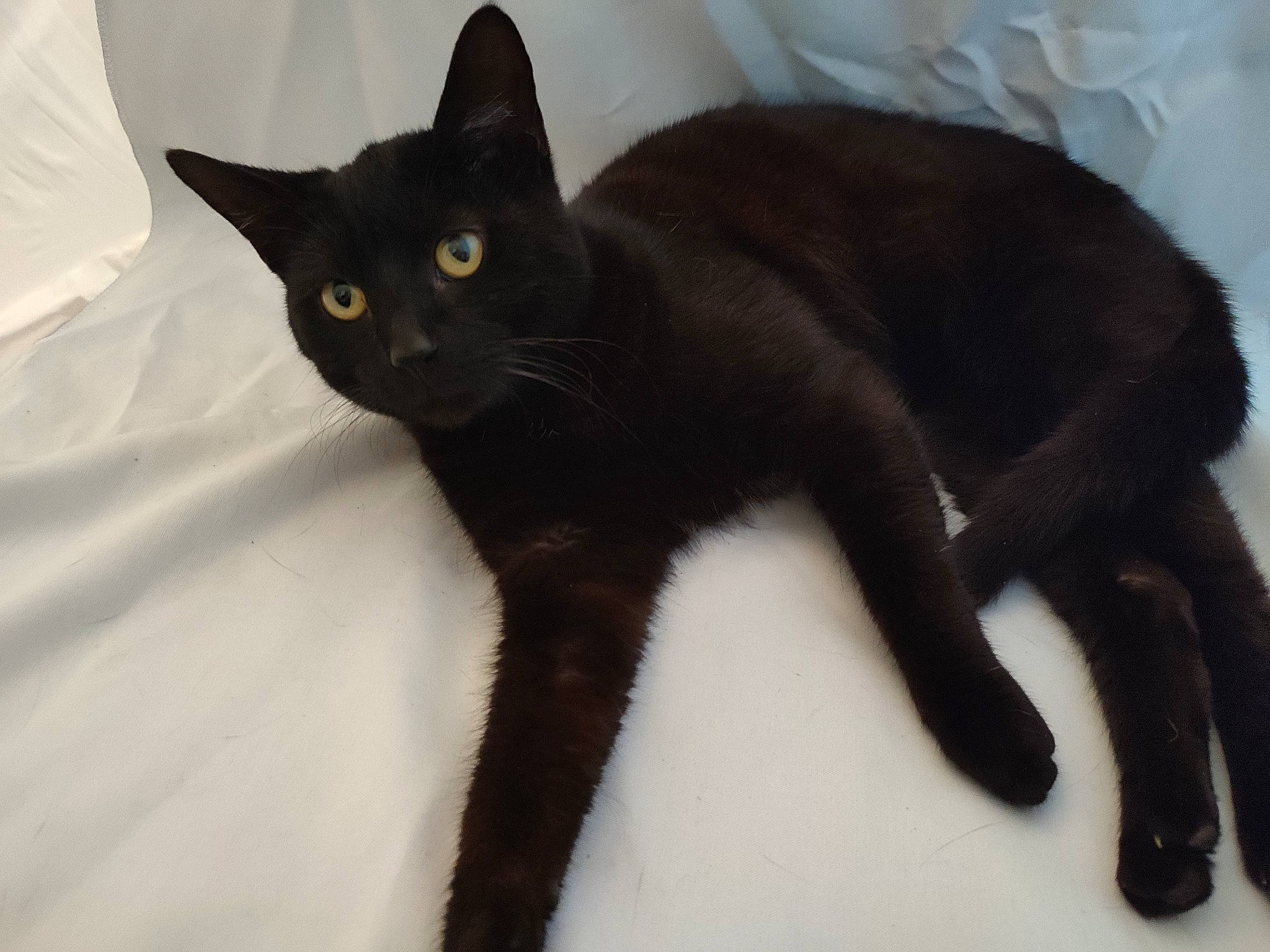 Tornade a rejoint le concours — aidez-le/la à gagner de superbes lots ! black_cat, bombay, carnivore, cat, claw, domestic_short_haired_cat, felidae, fur, havana_brown, small_to_medium_sized_cats, snout, tail, terrestrial_animal, whiskers