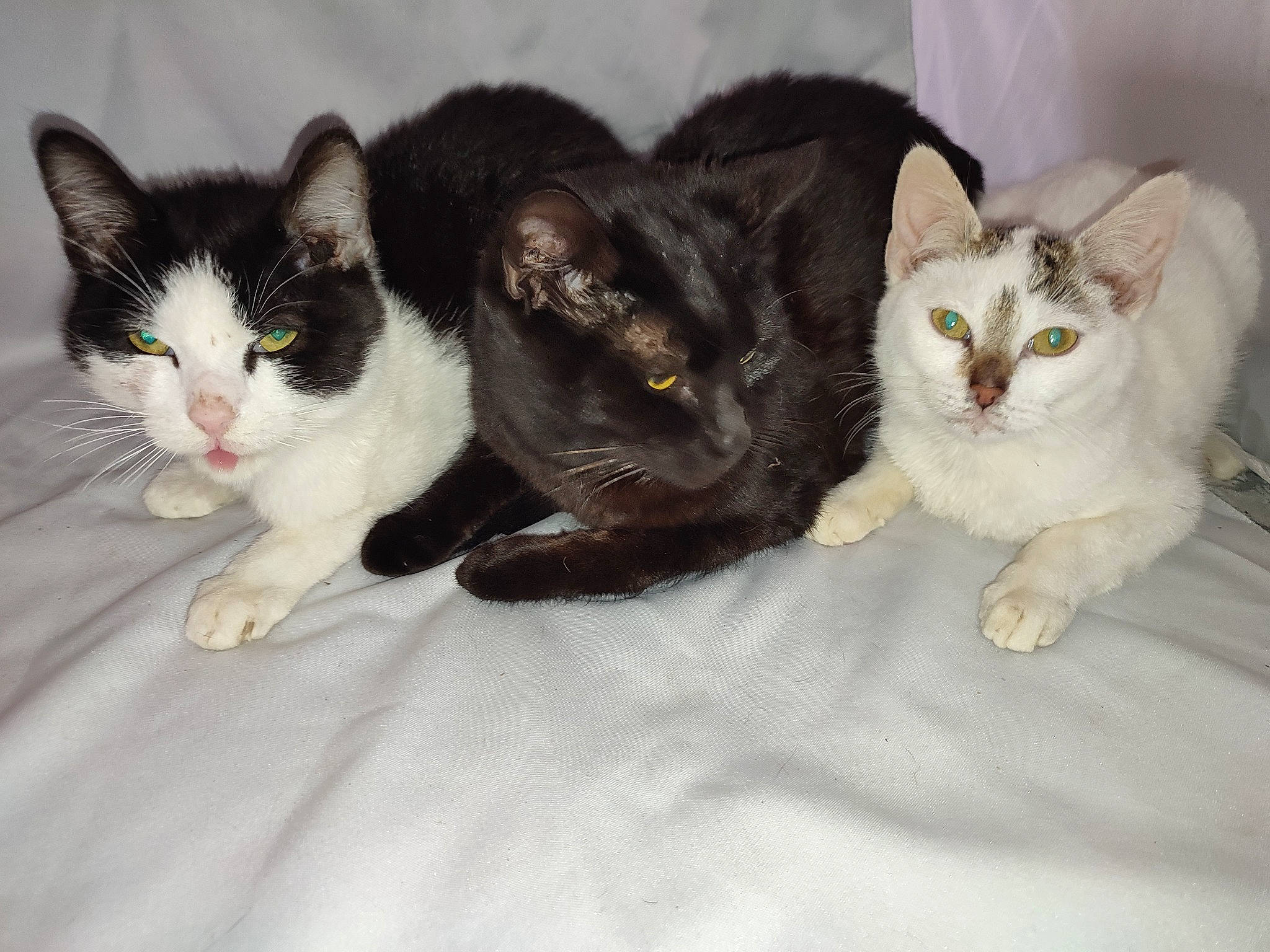 Tornade participe au concours pour gagner de l'argent avec cette photo : carnivore, cat, claw, comfort, domestic_short_haired_cat, felidae, fur, iris, mammal, paw, small_to_medium_sized_cats, snout, tail, vertebrate, whiskers