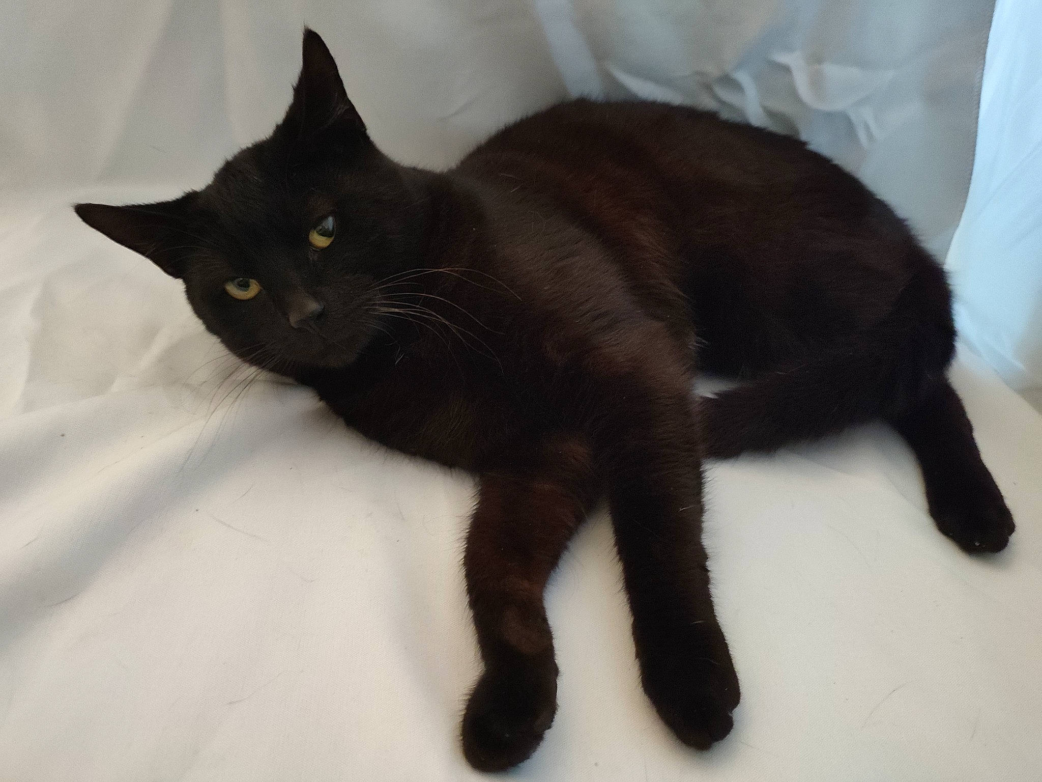 Tornade a rejoint le concours — aidez-le/la à gagner de superbes lots ! black_cat, bombay, carnivore, cat, claw, domestic_short_haired_cat, felidae, fur, havana_brown, paw, small_to_medium_sized_cats, snout, tail, terrestrial_animal, whiskers