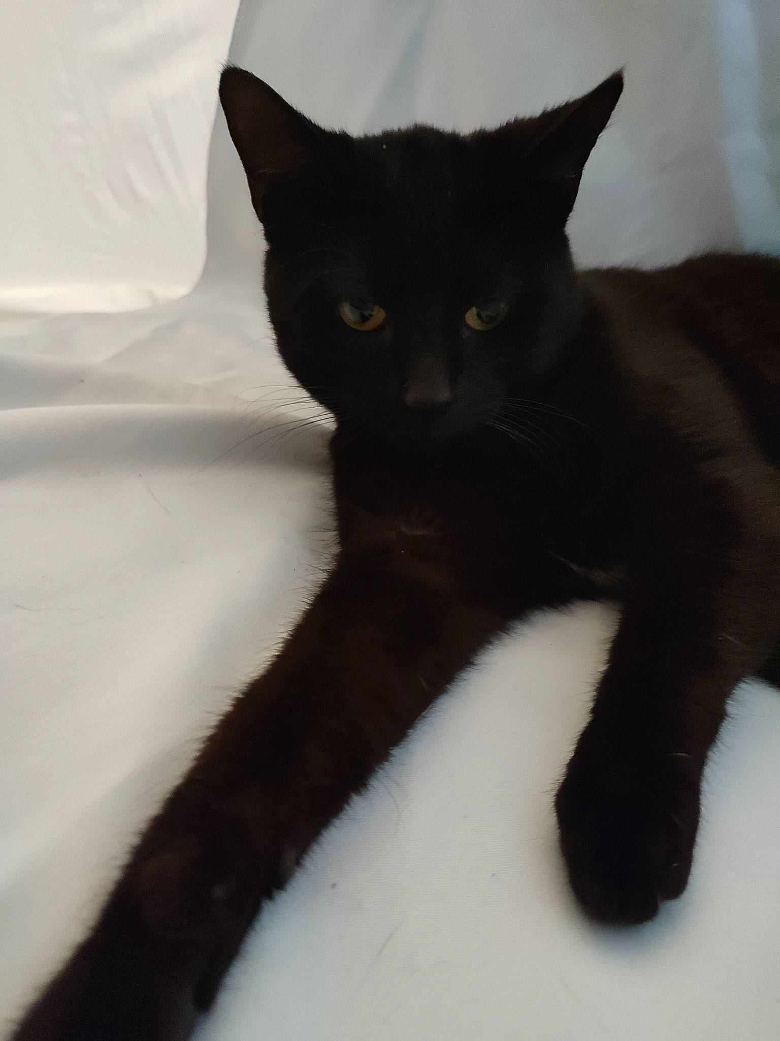 Tornade a rejoint le concours — aidez-le/la à gagner de superbes lots ! black_cat, bombay, carnivore, cat, claw, domestic_short_haired_cat, eye, felidae, fur, havana_brown, iris, small_to_medium_sized_cats, snout, tail, terrestrial_animal, whiskers