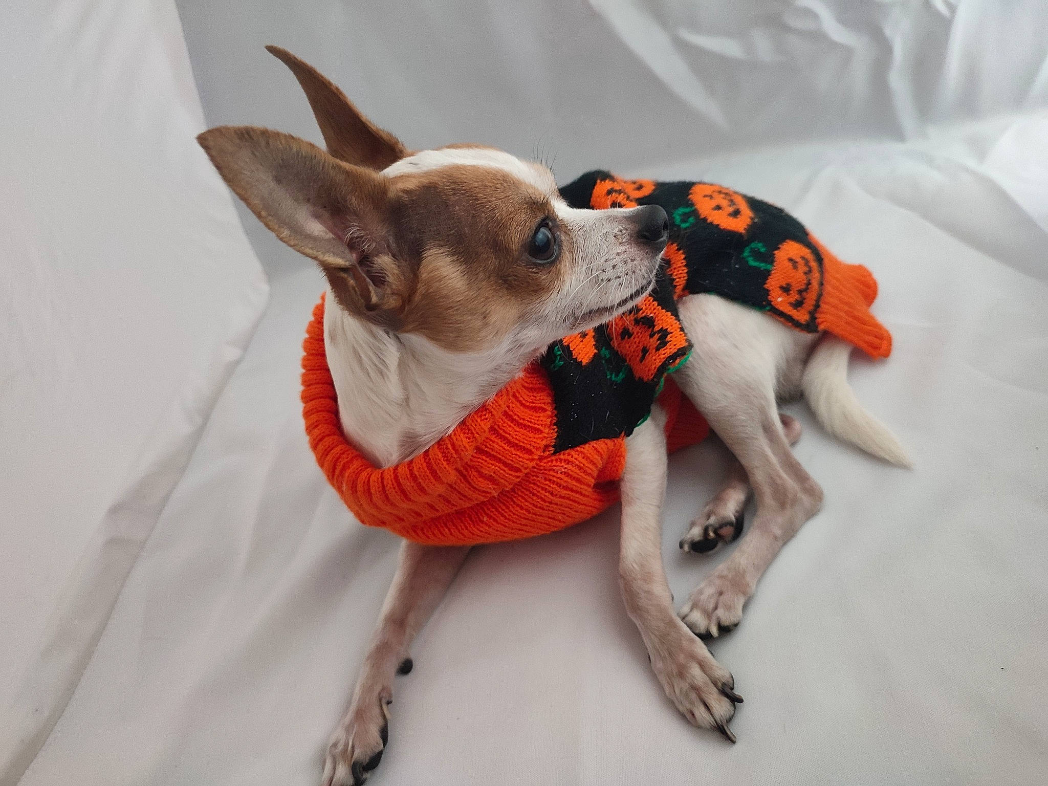 Pirate a rejoint le concours — aidez-le/la à gagner de superbes lots ! canidae, carmine, carnivore, chihuahua, comfort, companion_dog, dog, dog_breed, dog_clothes, dog_supply, ear, fawn, fur, grey, head, snout, tail, toy_dog, whiskers, working_animal