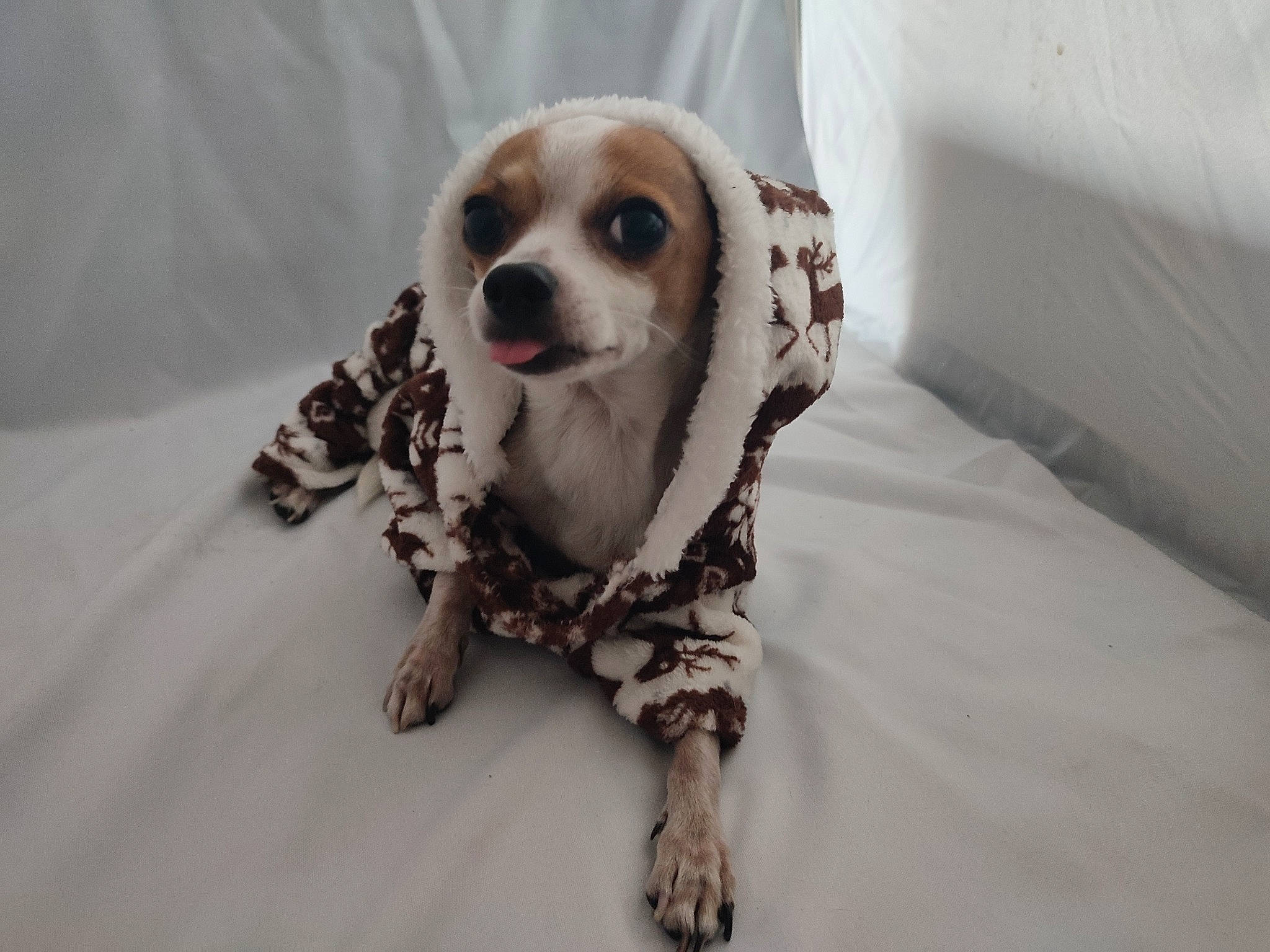 Pirate participe au concours pour gagner de l'argent avec cette photo : bone, canidae, carnivore, comfort, companion_dog, corgi_chihuahua, dog, dog_breed, dog_supply, door, fawn, fur, linens, snout, sporting_group, terrestrial_animal, toy, toy_dog, whiskers, working_animal