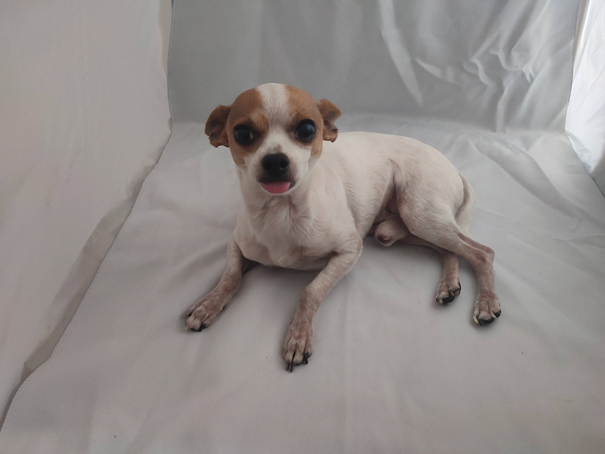 Pirate participe au concours pour gagner de l'argent avec cette photo : bored, canidae, carnivore, collar, comfort, companion_dog, dog, dog_breed, dog_supply, fawn, fur, paw, pet_supply, snout, sporting_group, tail, terrestrial_animal, toy_dog, whiskers, working_animal