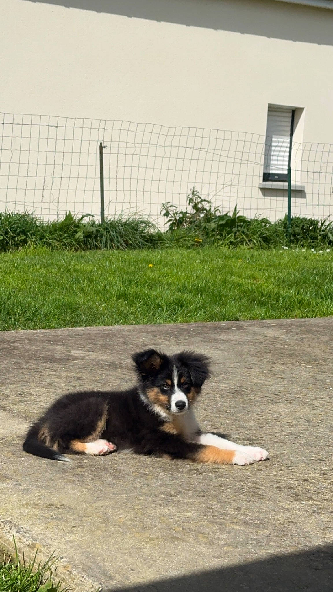 Utch a rejoint le concours — aidez-le/la à gagner de superbes lots ! canidae, carnivore, chain_link_fencing, companion_dog, dog, dog_breed, fence, grass, herding_dog, mesh, plant, road_surface, snout, soil, sporting_group, street_dog, tail, terrestrial_animal, wire_fencing, working_dog