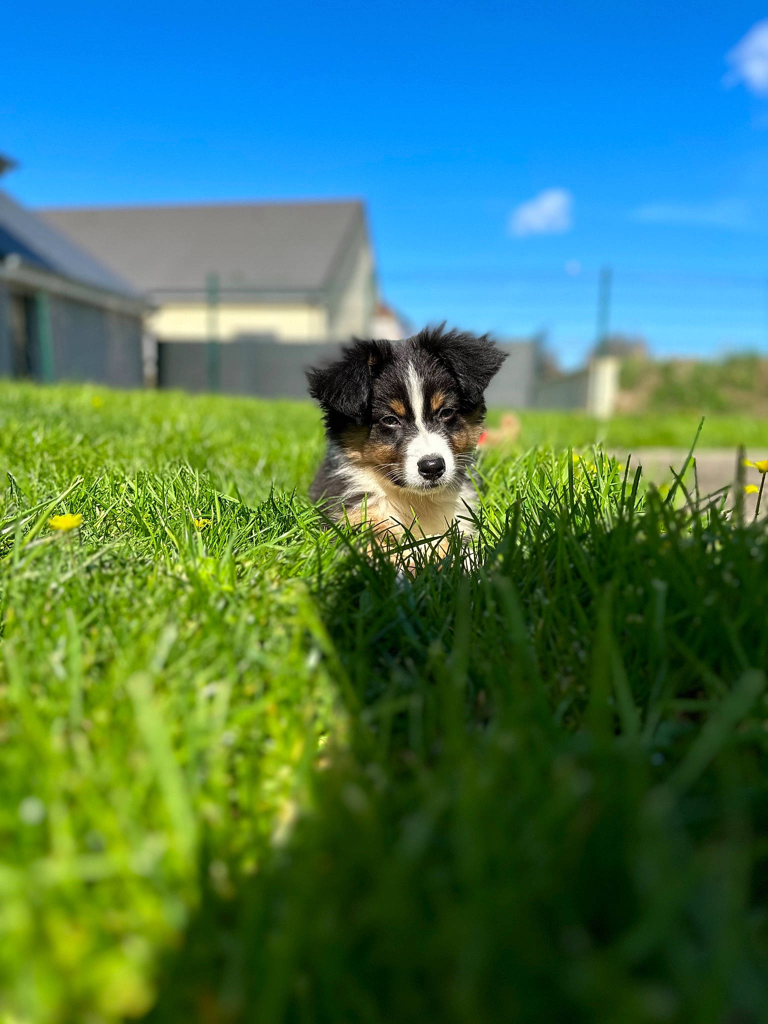 Utch participe au concours pour gagner de l'argent avec cette photo : canidae, carnivore, cloud, companion_dog, dog, dog_breed, field, grass, grassland, herding_dog, house, lawn, pasture, plant, sky, snout, sporting_group, terrier, toy_dog, working_animal