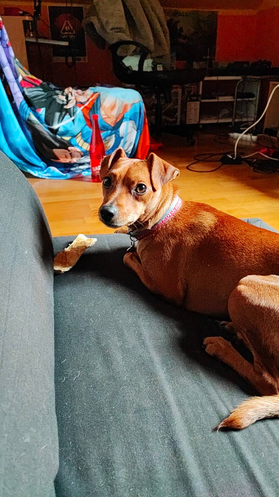 Loulou participe au concours pour gagner de l'argent avec cette photo : canidae, carnivore, chair, collar, comfort, companion_dog, couch, dog, dog_breed, dog_supply, fawn, floor, flooring, fur, hardwood, snout, sporting_group, window, wood, working_animal