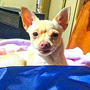 Judy Hops is registered to the contest to win money with this photo: dog, small_dog, light_colored, ears, pet, blanket, indoor, cozy, furniture, wooden_furniture, soft_texture, face, animal, cute, smile, lying_down, close_up, companion, domestic_animal, resting