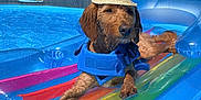 Woody joined the competition — help win amazing prizes! animal, canine, dog, face, head, leisureactivities, person, pet, photography, plant, pool, portrait, puppy, sport, summer, swimming, swimmingpool, tree, water, watersports