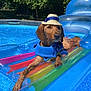 animal, canine, dog, face, head, leisureactivities, person, pet, photography, plant, pool, portrait, puppy, sport, summer, swimming, swimmingpool, tree, water, watersports