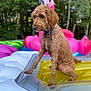 Woody joined the competition — help win amazing prizes! airedale, animal, balloon, canine, dog, grass, inflatable, outdoors, pet, plant, poodle, pool, puppy, purple, summer, swimmingpool, terrier, tree, vegetation, water
