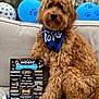 Woody is registered to the contest to win money with this photo: animal, balloon, canine, clothing, couch, dog, face, footwear, furniture, hat, head, person, pet, photography, plant, portrait, pottedplant, puppy, shoe, text