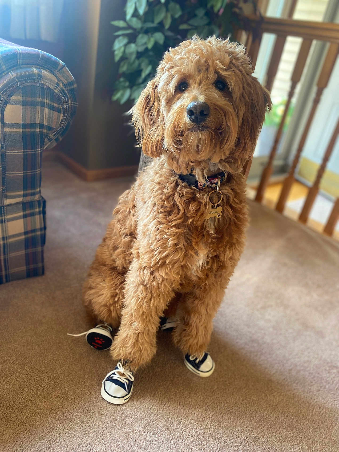 Woody joined the competition — help win amazing prizes! animal, canine, chair, clothing, couch, dog, footwear, furniture, hardwood, indoors, interiordesign, person, pet, poodle, puppy, runningshoe, shoe, sitting, terrier, wood