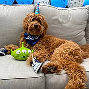 Woody joined the competition — help win amazing prizes! animal, architecture, ball, canine, couch, cushion, dog, dogbed, football, furniture, homedecor, pet, poodle, puppy, soccer, soccerball, sport, tennis, tennisball, terrier