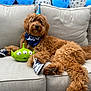 animal, architecture, ball, canine, couch, cushion, dog, dogbed, football, furniture, homedecor, pet, poodle, puppy, soccer, soccerball, sport, tennis, tennisball, terrier