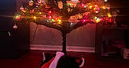 Luna joined the competition — help win amazing prizes! black_dog, cabinet, celebration, christmas_tree, cozy, dark, decorations, dog, festive, furniture, holiday, holiday_lights, indoor, ornaments, pet, santa_outfit, seasonal, shadow, television, wooden_floor