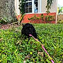 puppy, dog, black_dog, grass, leash, outdoor, tree, house, window, greenery, plants, playful, pet, small_dog, nature, yard, cute, animal, daytime, chewing