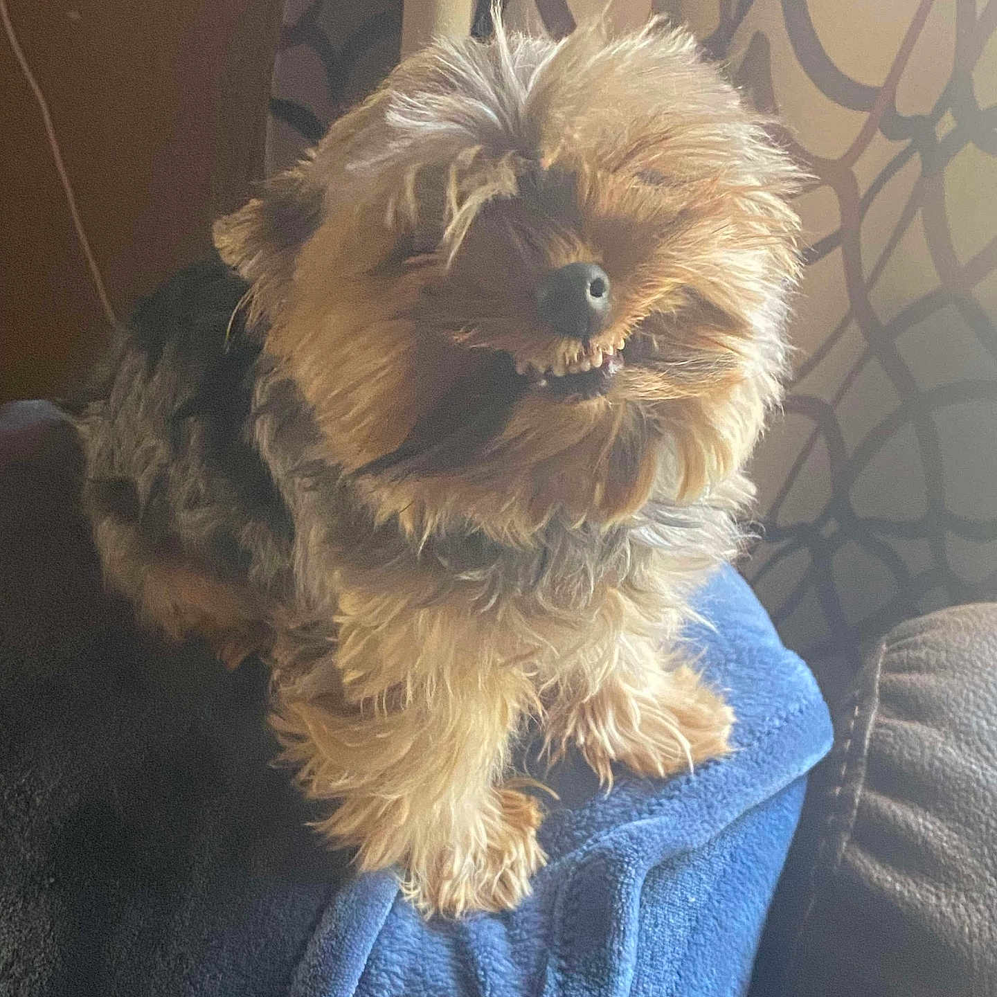 Daisy is registered to the contest to win money with this photo: animal, blanket, brown, canine, cozy, curtains, cute, dog, domestic_animal, fur, furry, home, indoor, mischievous, pet, seated, small_dog, smiling, soft_light, tongue