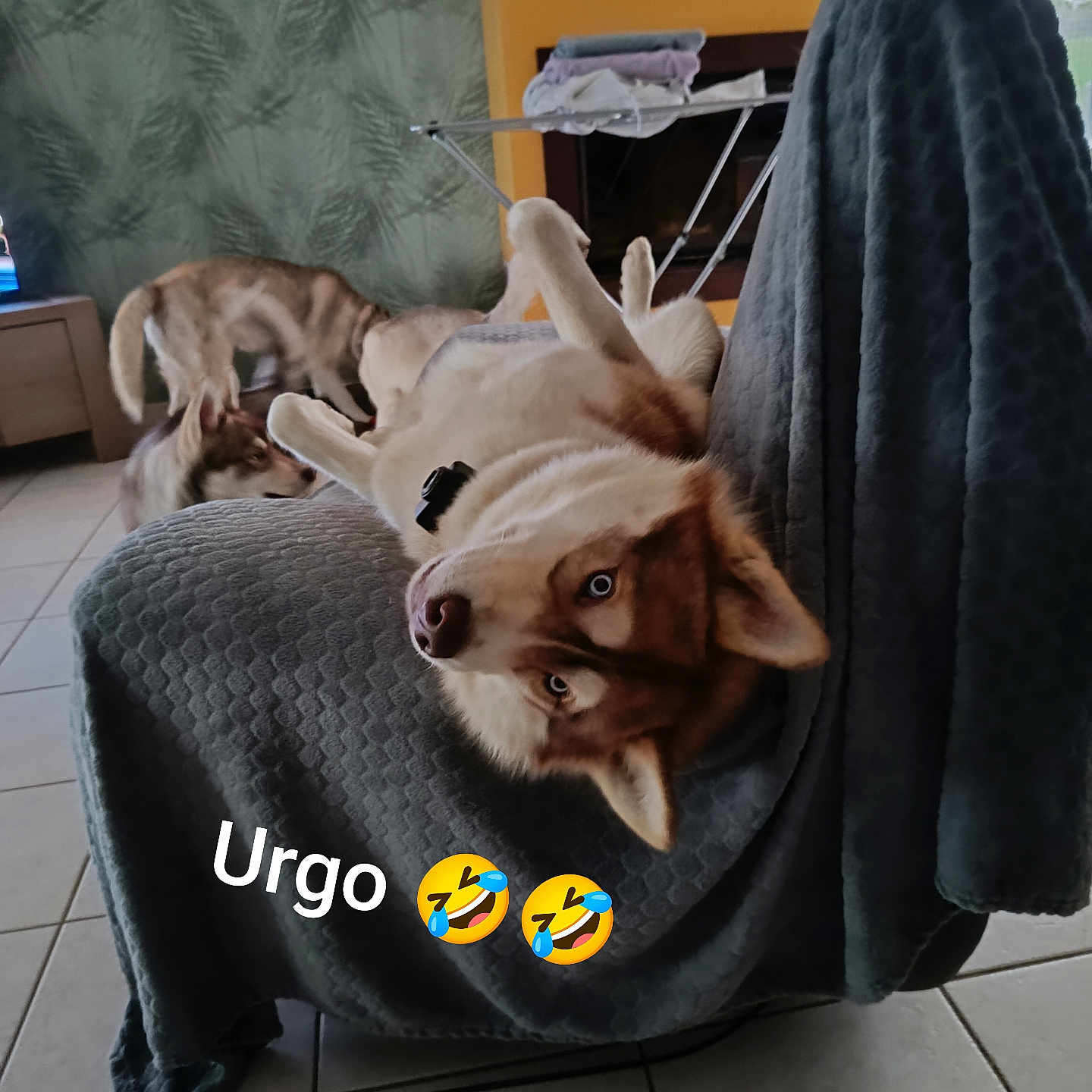 Urgo