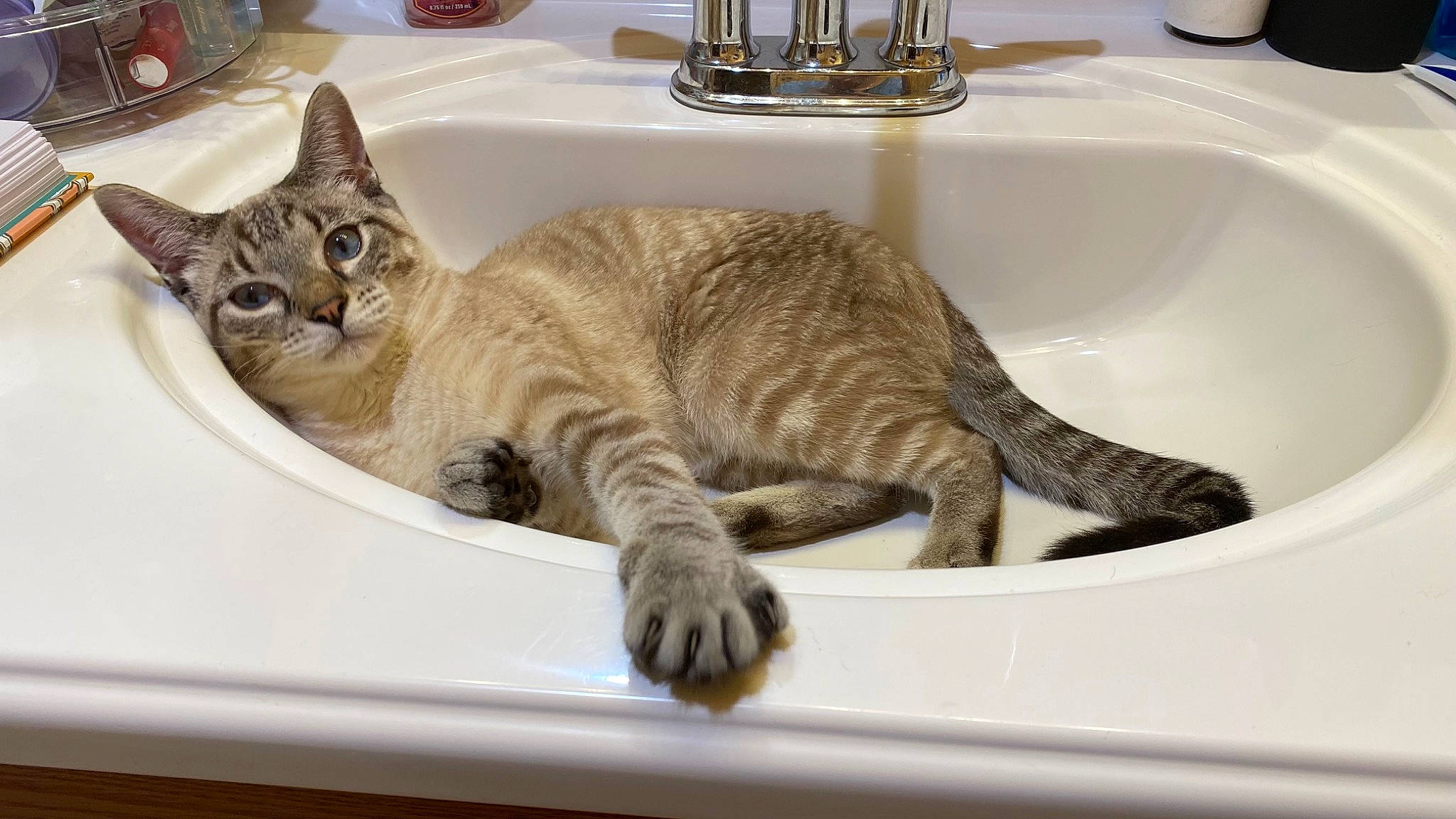 Hudson is registered to the contest to win money with this photo: bathroom, carnivore, cat, ceramic, comfort, domestic_short_haired_cat, felidae, fluid, fur, plumbing, plumbing_fixture, rectangle, room, sink, small_to_medium_sized_cats, tail, tap, terrestrial_animal, vehicle, whiskers