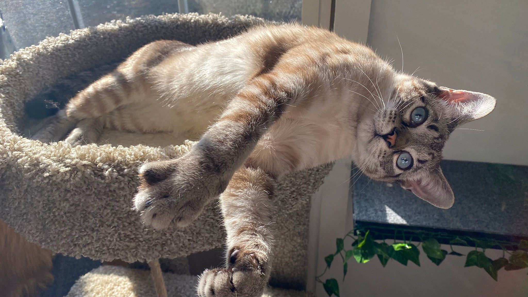 Hudson is registered to the contest to win money with this photo: carnivore, cat, claw, domestic_short_haired_cat, fawn, felidae, fur, paw, plant, small_to_medium_sized_cats, snout, tail, terrestrial_animal, whiskers, wildlife, window