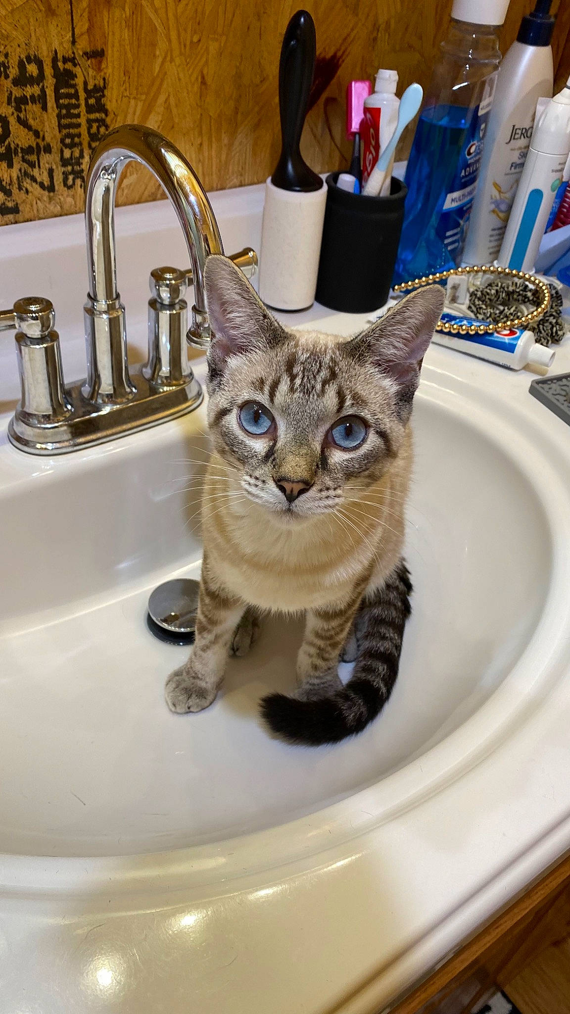Hudson is registered to the contest to win money with this photo: bathroom, bathroom_sink, carnivore, cat, ceramic, domestic_short_haired_cat, fashion_accessory, felidae, fur, household_hardware, metal, plumbing, plumbing_fitting, plumbing_fixture, porcelain, serveware, sink, small_to_medium_sized_cats, tap, whiskers