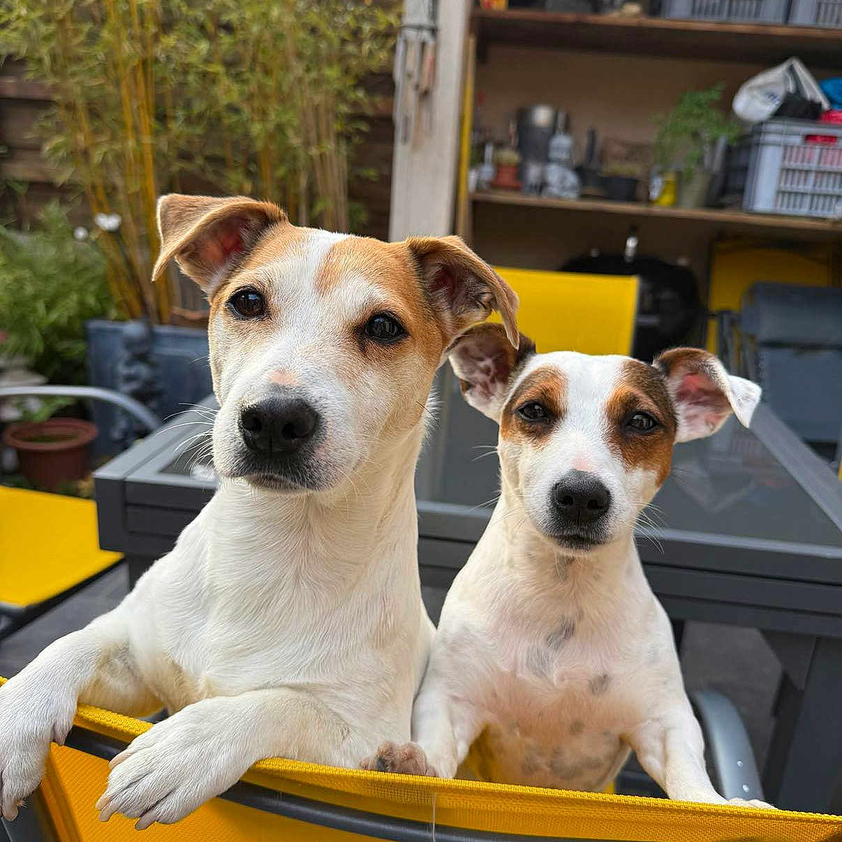 Mike Et Tia participe au concours pour gagner de l'argent avec cette photo : animal, architecture, building, canine, dog, face, head, hound, jar, outdoors, person, pet, plant, planter, pottedplant, pottery, puppy, shelter, transportation, vehicle