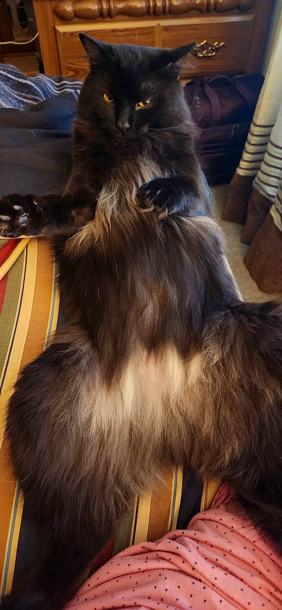 Mr Poe is registered to the contest to win money with this photo: british_longhair, carnivore, cat, claw, comfort, companion_dog, felidae, flooring, fur, human_leg, lap, metal, paw, siberian, small_to_medium_sized_cats, tail, whiskers