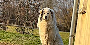 Trésor a rejoint le concours — aidez-le/la à gagner de superbes lots ! dog, fluffy, outdoor, grass, building, yellow_wall, toy, pet, animal, nature, garden, sunny, daylight, fence, bare_trees, sitting, calm, portrait, ground, rocks
