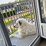 Trésor a rejoint le concours — aidez-le/la à gagner de superbes lots ! animal, balcony, calm, canine, daylight, dog, door, fur, house, nature, outdoor, pet, quiet, railings, relaxing, resting, side_view, suburban, white_dog, window